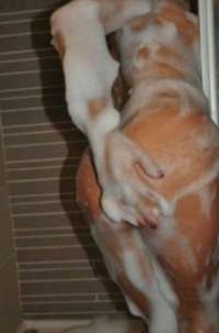 Kıvrak esmer kadın Huri